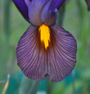 Iris_l_6_12__6939.jpg