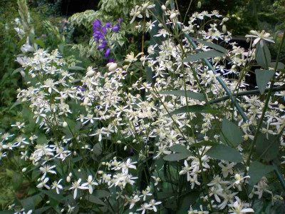 GP_Clematis-recta_Purpurea_2012-06-08e.jpg