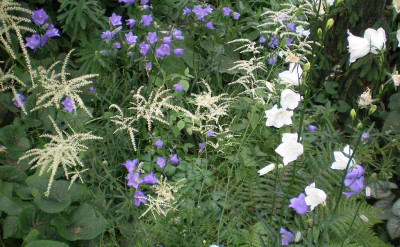 GP_Aruncus_dioicus_Kneiffii_mit_Campanula_persicifolia_2012-06-08e.jpg