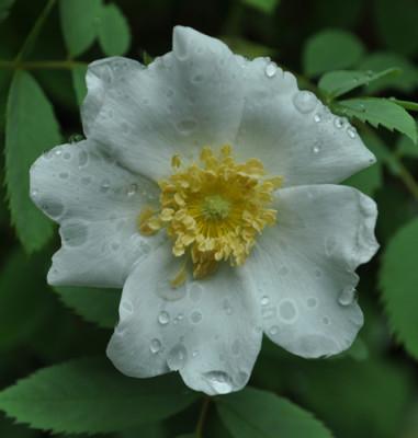 Rosa_fedtschenkoana_12__8063.jpg