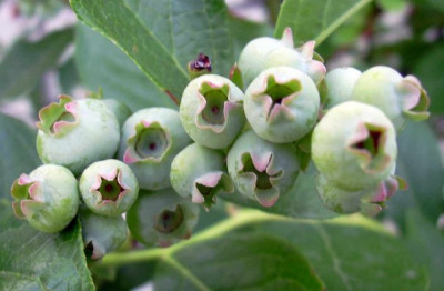 heidelbeeren_unreif.jpg