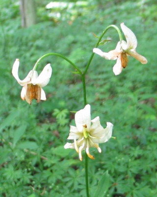 Lilienfliegeax.jpg