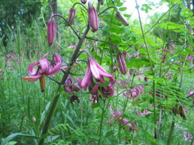 Lilienwaldaxxx.jpg