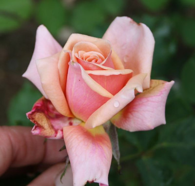 Reve_apricot2012-1.jpg