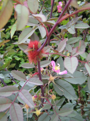 rosa_glauca_.JPG
