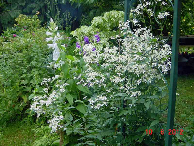 GP_Clematis_recta_Purpurea_2012-06-10e.jpg