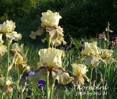 Thornbird-3.jpg