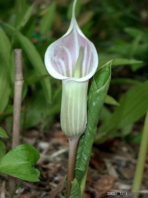 07010014_eArisaema_candidissimum.JPG