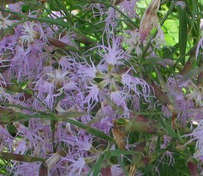 Dianthus-superbus-ax2.jpg