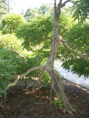 longwood3.jpg