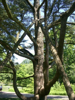 longwood5.jpg