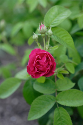 rosa_gallica_officinalis.jpg