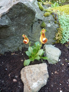 Calceolaria_uniflora_fars_2012.JPG