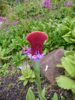 Primula_vialii_verbandert__fars_2012.jpg