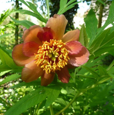 Paeonia_welche_fars_2012.jpg