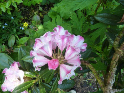 Rhododendron_insigne_fars_2012.jpg
