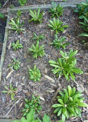 Rhododendron_yakushimanum_Koichiro_Wada_Saemlinge_fars_2012.jpg