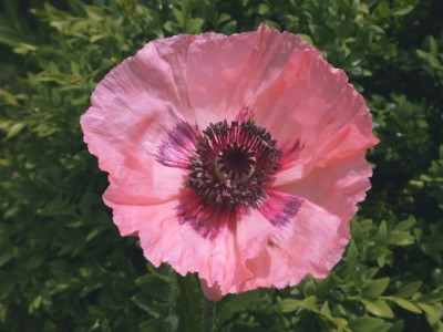 Pap.orient._zartrosa_kleinblutig002.jpg