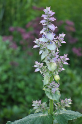 Muskatellersalbei_-_Natura.jpg