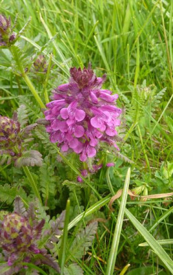 2_Pedicularis_rostrato-capitata_fars_2012.jpg
