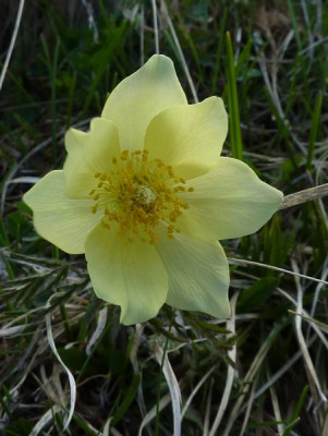 3_Pulsatilla_alpina_fars_2012.jpg