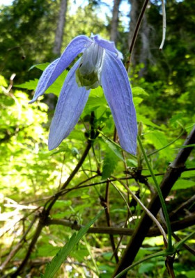 4_Clematis_alpina_fars_2012.jpg