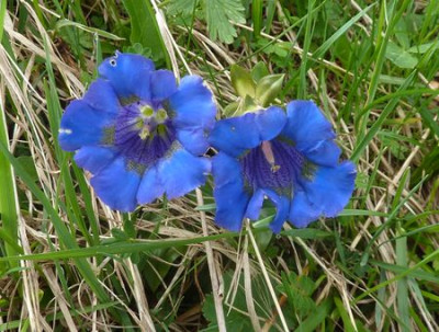 7_Gentiana_kochiana_fars_2012.jpg