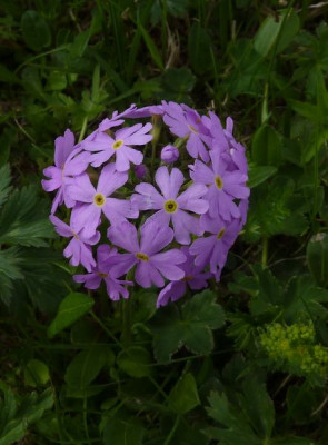 8_Primula_farinosa_fars_2012.jpg