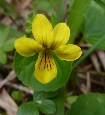 9_Viola_biflora_fars_2012.jpg