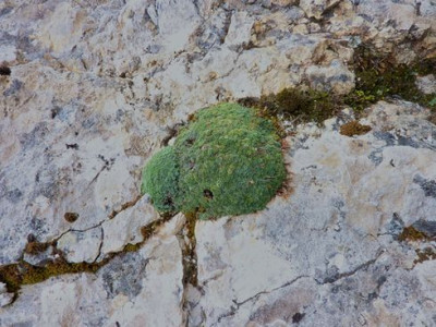 12_Saxifraga_caesia_fars_2012.jpg