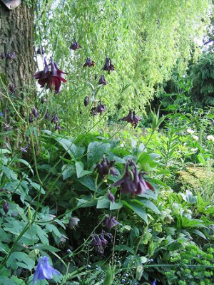 Aquilegia_atrata_Hortu.jpg