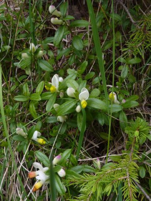 13_Polygala_chamaebuxus_fars_2012.jpg