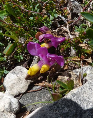 14_Polygala_chamaebuxus_Grandiflora_fars_2012.jpg