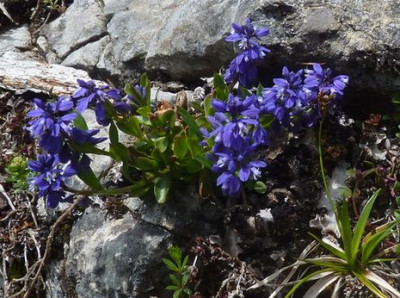 15_Polygala_calcarea_fars_2012.jpg