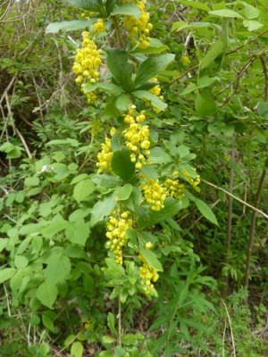 16_Berberis_vulgaris_fars_2012.jpg