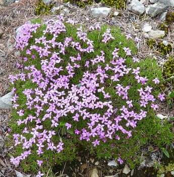 18_Silene_acaulis_fars_2012.jpg