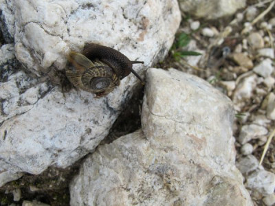 20_schwarze_Schnecke_fars_2012.jpg