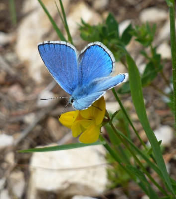 22_Polyommatus_icarus_fars_2012.jpg
