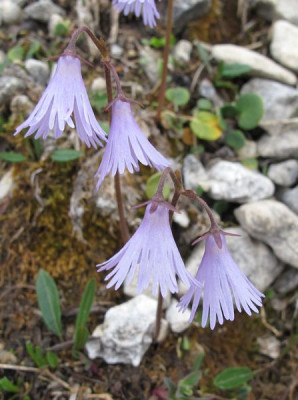 24_Soldanella_alpina_fars_2012.jpg