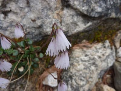 25_Soldanella_minima_fars_2012.jpg