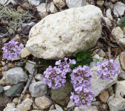 27_Thlaspi_rotundifolium_fars_2012.jpg