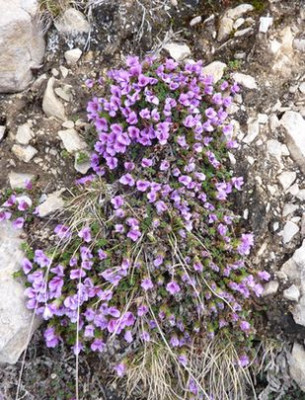 28_Saxifraga_oppositifolia_fars_2011.jpg