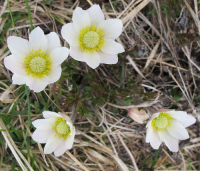 30_Ranunculus_alpestris_fars_2012.jpg