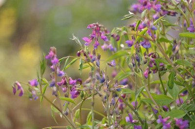 Lathyrus_vernus_mg.jpg