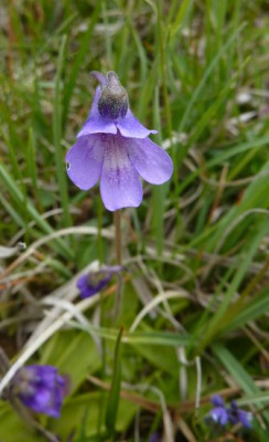 34_Pinguicula_vulgaris_fars_2012.jpg