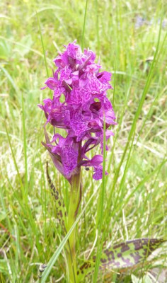 35_Orchis_mascula_fars_2012.jpg