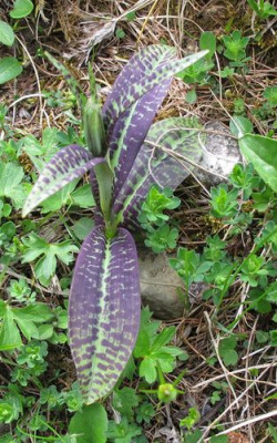 36_Dactylorhiza_fuchsii_fars_2012.jpg