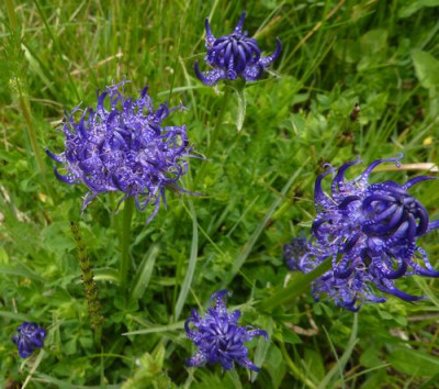 37_Phyteuma_orbiculare_fars_2012.jpg