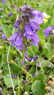 38_Wulfenia_carinthiaca_fars_2012.jpg