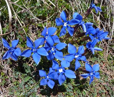 39_Gentiana_verna_fars_2019.jpg
